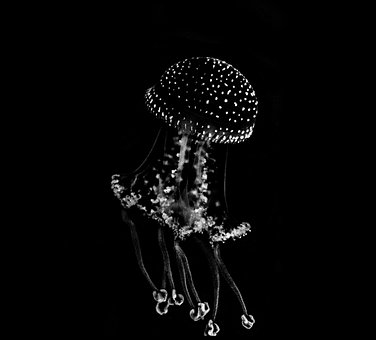 Free Jellyfish Underwater photo and picture