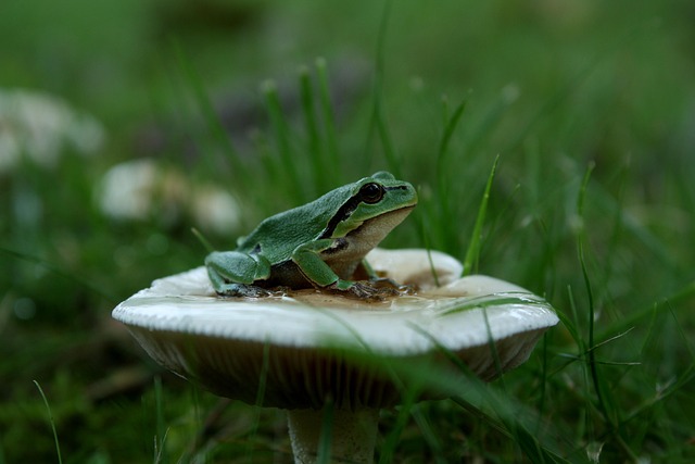 Free Green Tree Frog photo and picture