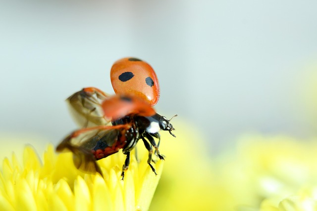 Free Ladybug Insect photo and picture
