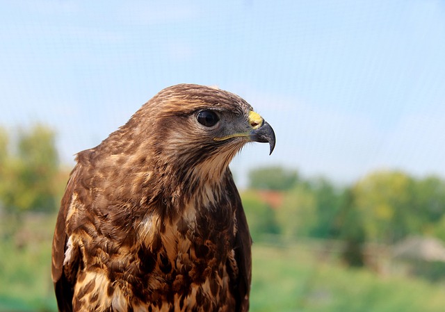 Free Bird Of Prey Nature photo and picture