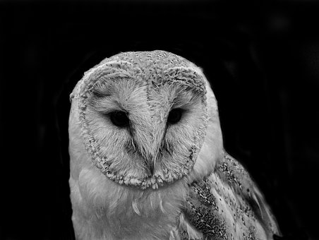 Free Barn Owl photo and picture