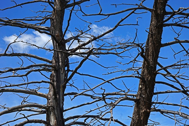 Free Trees Forest photo and picture