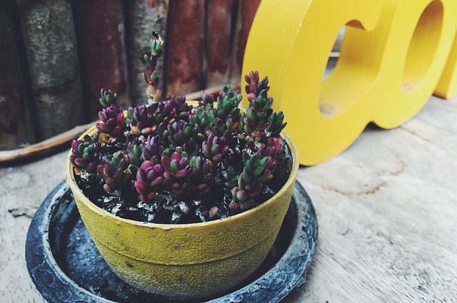 Free Stone Rose Pot photo and picture