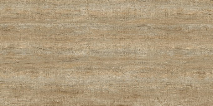 Free Trees Wood photo and picture