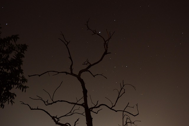 Free Night Sky photo and picture