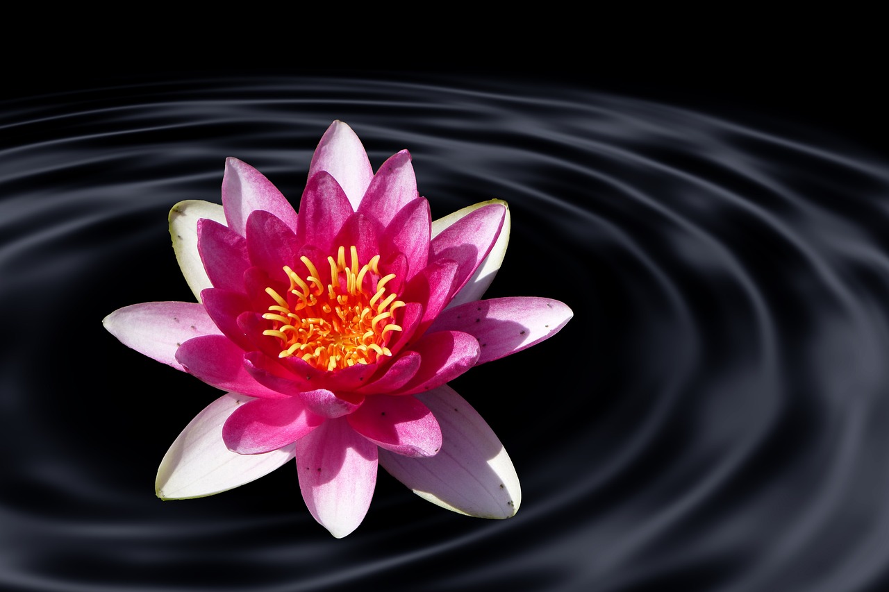Lotusblume Seerose Wasser