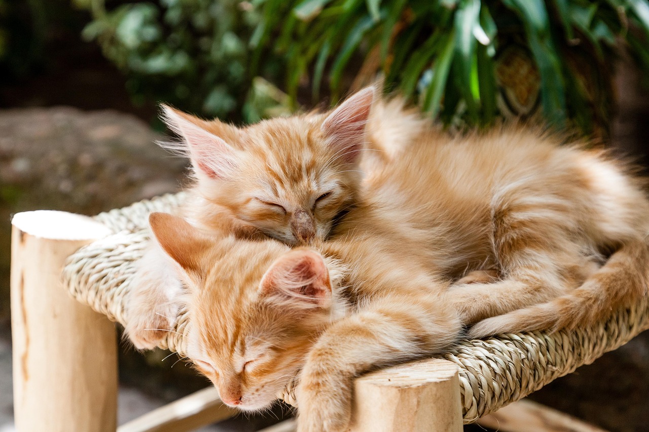 8 000 Free Sleeping Sleep Images Pixabay