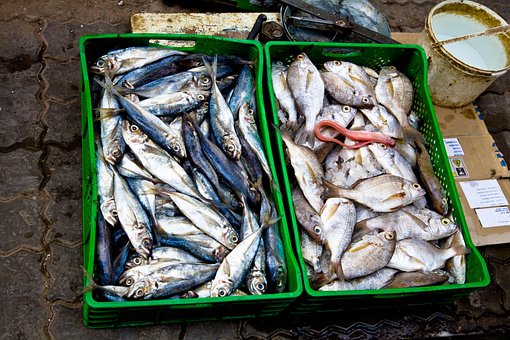 Free Fish Market photo and picture