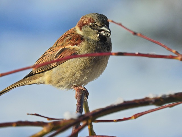Free Bird Winter photo and picture