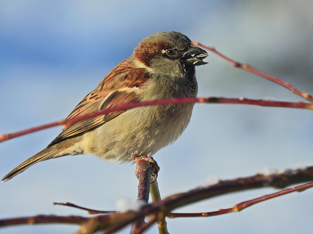 Free Bird Winter photo and picture