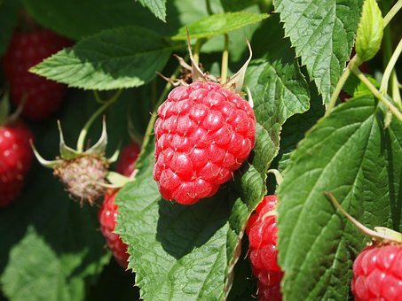 Hindbær, Frugt, Rød, Natur, Sommer