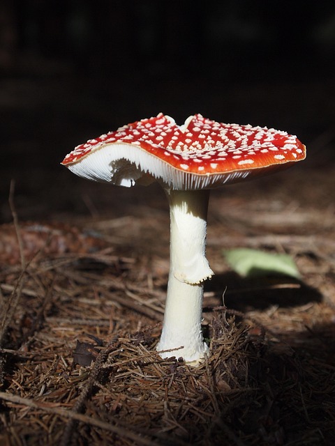 Paddestol, Champignon, Rød Fluesvamp