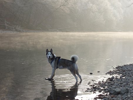 Husky, Snehund, Slædehund