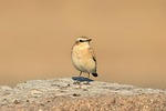 bird, gray, gray wheatear