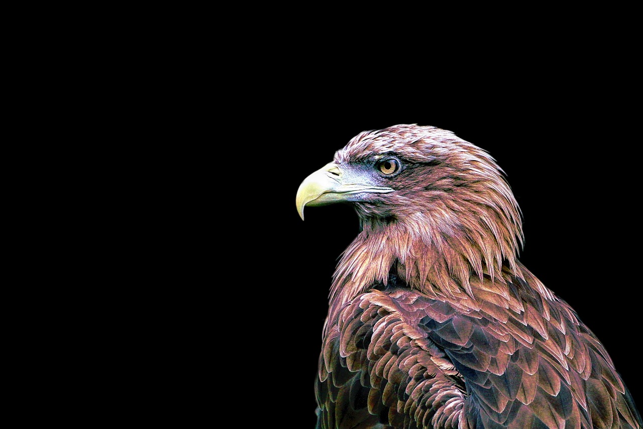 1000以上の無料猛禽類&鳥画像 - Pixabay