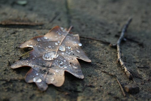 Efterår, Falder Blade, Tørre Blade