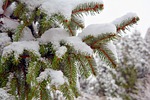 brad, snow, winter