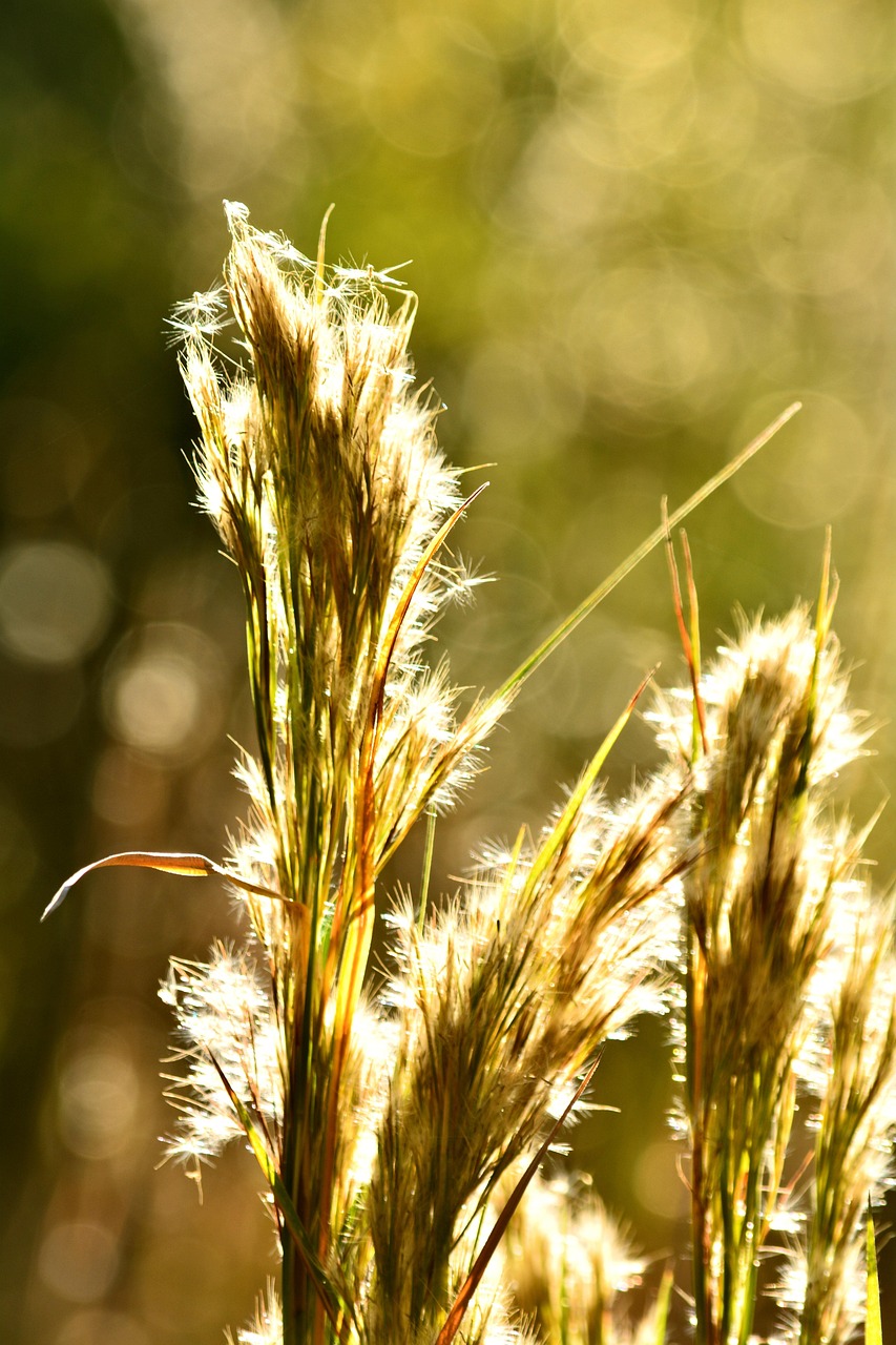 Sunny Sawgrass Bokeh Free photo on Pixabay Pixabay