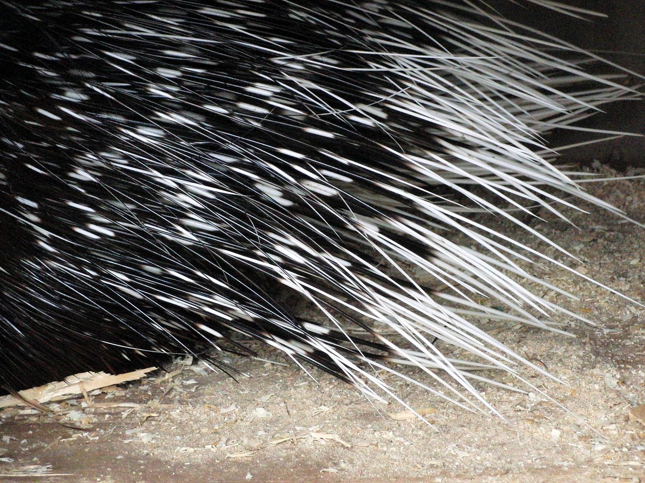 Porcupine Quills Rodents Free photo on Pixabay Pixabay