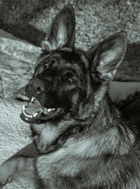 Animal, Cachorro, Pastor Alemão, Raça
