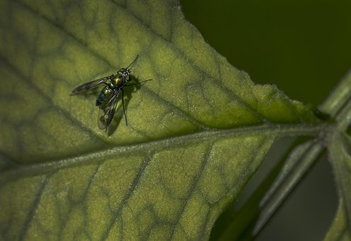 Fliege, Blatt, Grün, Makro, Natur