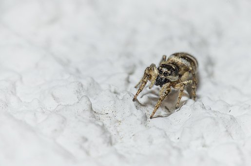 Spinne, Spinnentier, Insekt, Makro