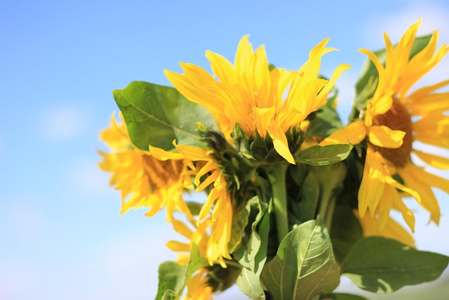Solsikke, Blomst, Sommer, Buket