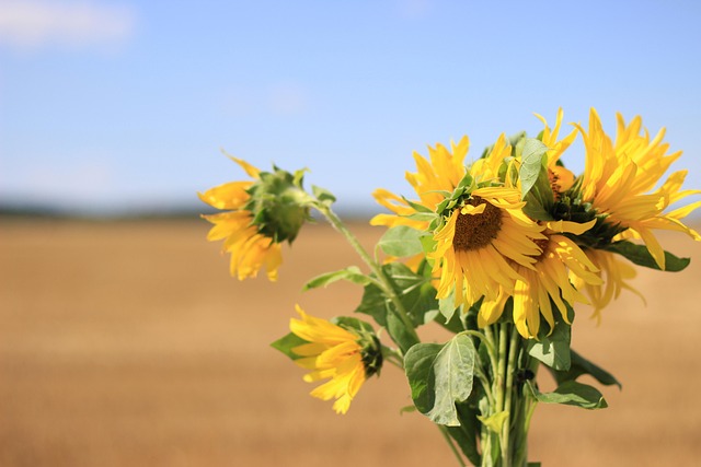 Solsikke, Natur, Blomst Tapet