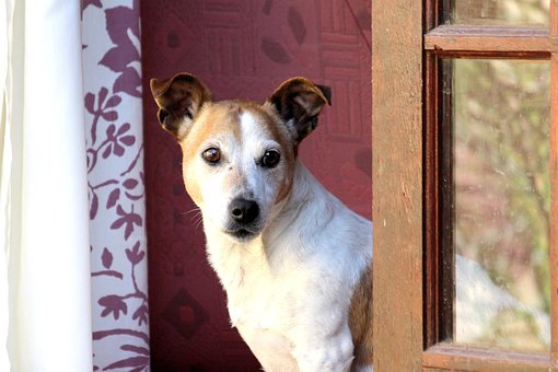 Jack Russel, Å Sitte, Vente, Inngang