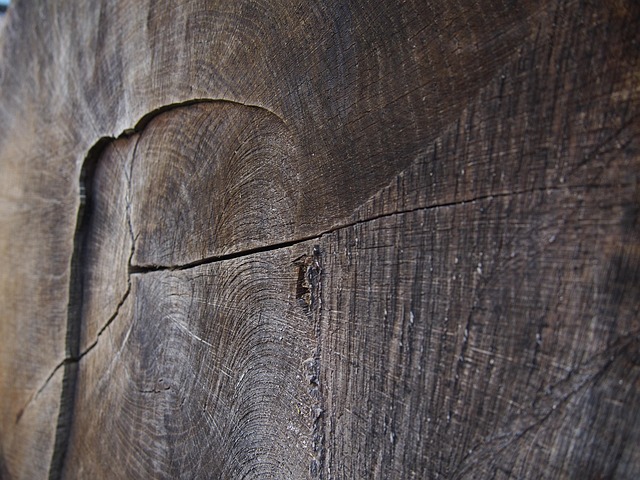 Free Wood Tribe photo and picture