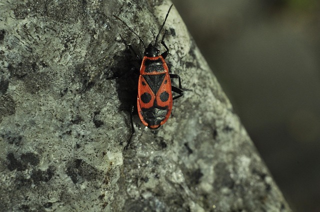 Free Blacksmith Wingless The Beetle photo and picture
