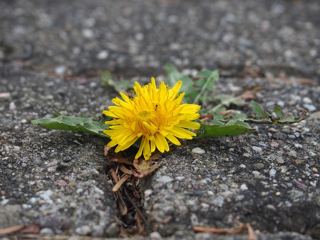 Free Dandelion Flower photo and picture
