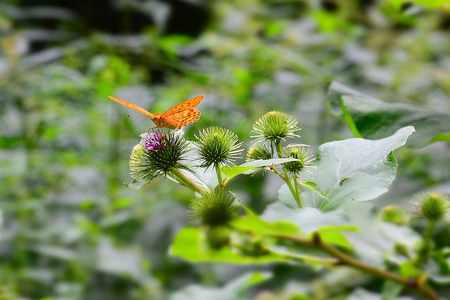 Free Butterfly Nature photo and picture
