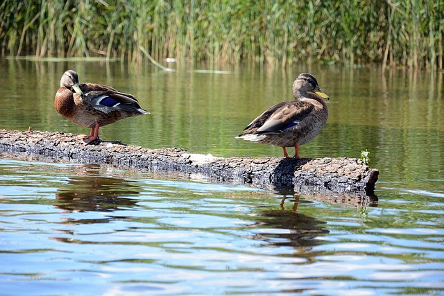 Free Ducks Mazuty photo and picture