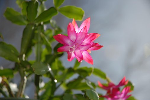 Suculento, Natureza, Planta Do Natal