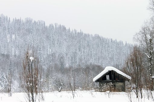 Casa, Celeiro, Cabana, Floresta