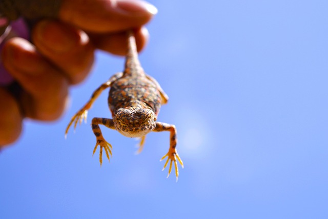 Free Lizard Dunhuang photo and picture