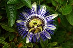 passion flower, park, flower