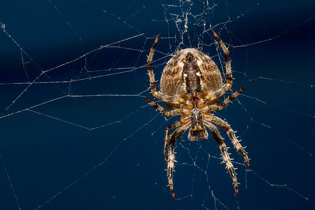 Araña Mundo Natural Naturaleza - Foto gratis en Pixabay - Pixabay