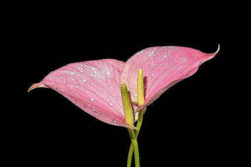 Free Flower Beautiful Flowers photo and picture