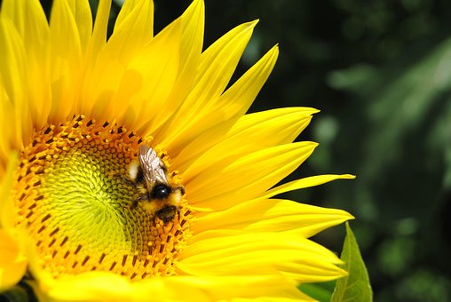 Free Close Up Sunflower photo and picture