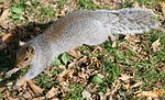 squirrel, animal, park