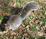 squirrel, animal, park