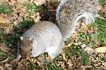 squirrel, animal, park
