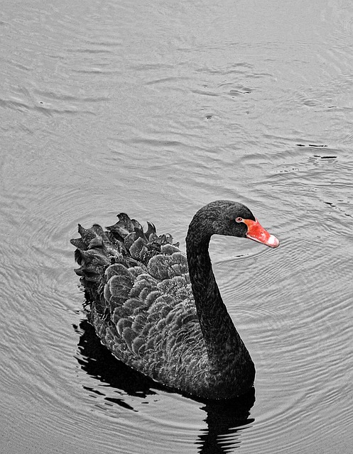Free Swan Black photo and picture