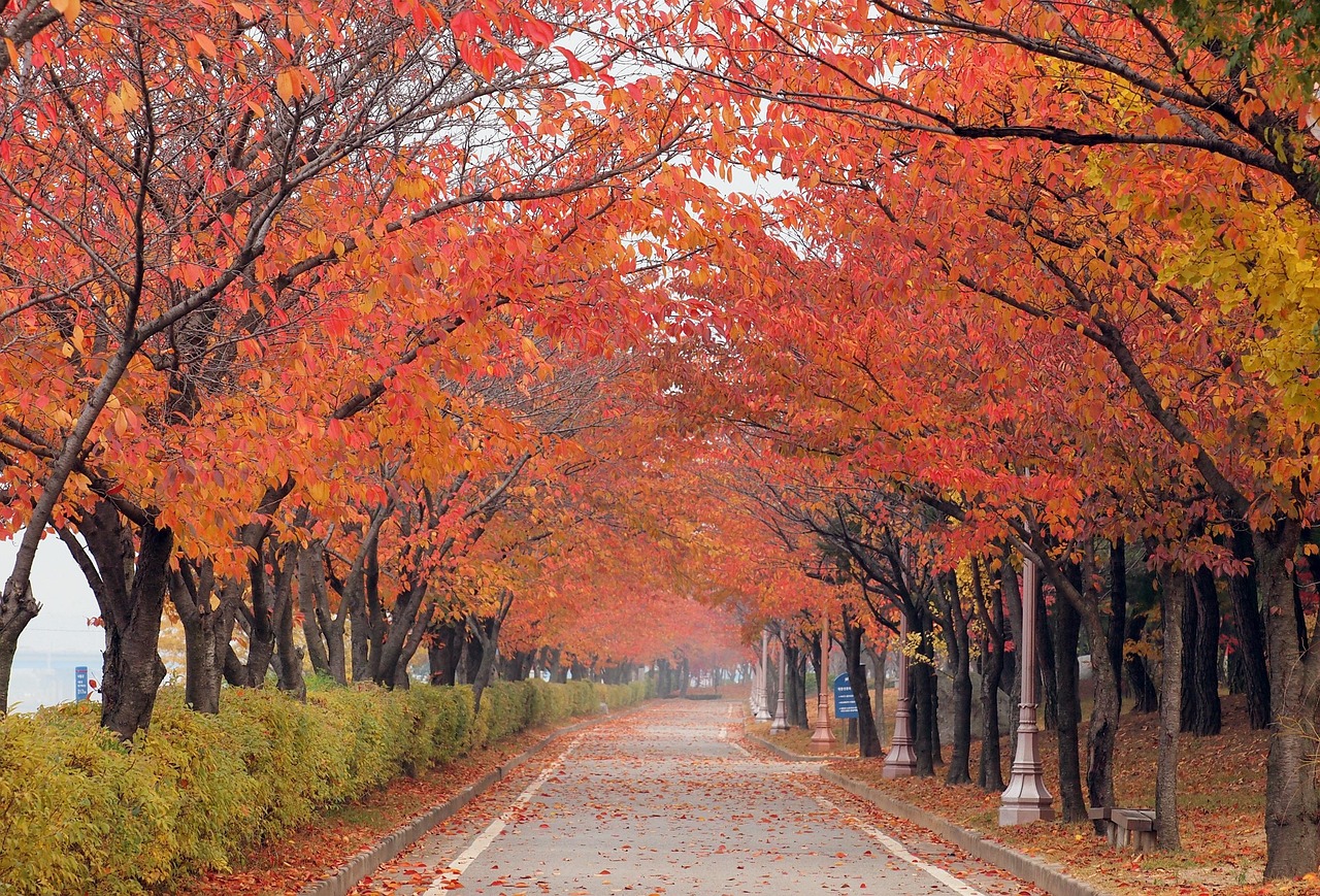 가을나무 가을오솔길 가을단풍 - Pixabay의 무료 사진