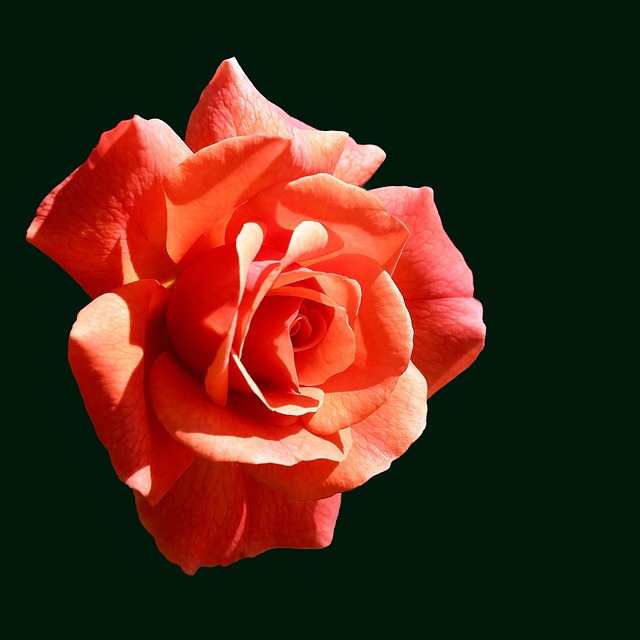 Roses Orange Flowers - Free photo on Pixabay - Pixabay