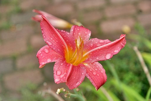 Free Flower Plant photo and picture