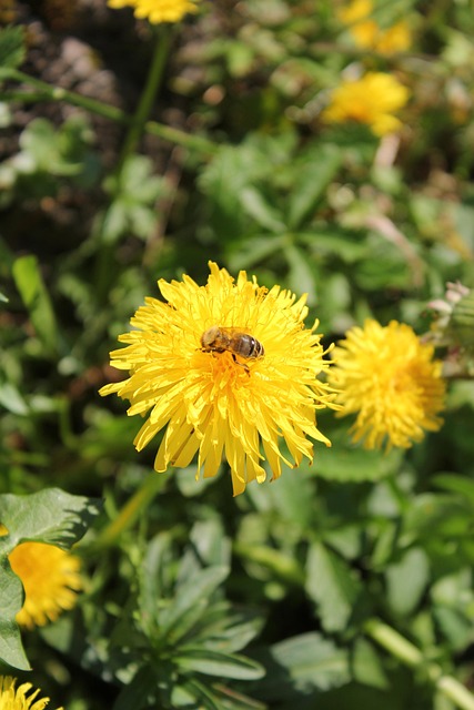 Free Dandelion Flower photo and picture