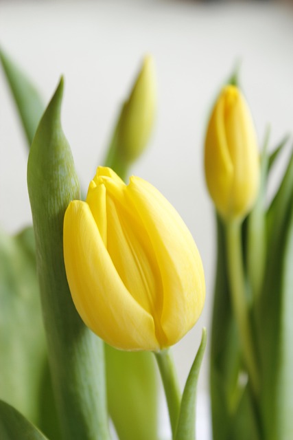 Free Tulip Easter photo and picture